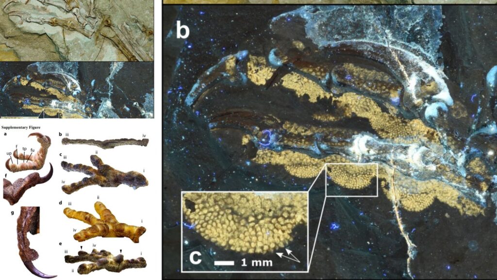 dinosauri teropodi