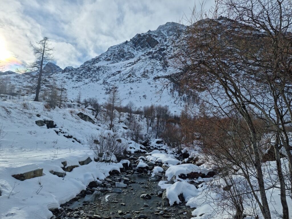 favonio bellino