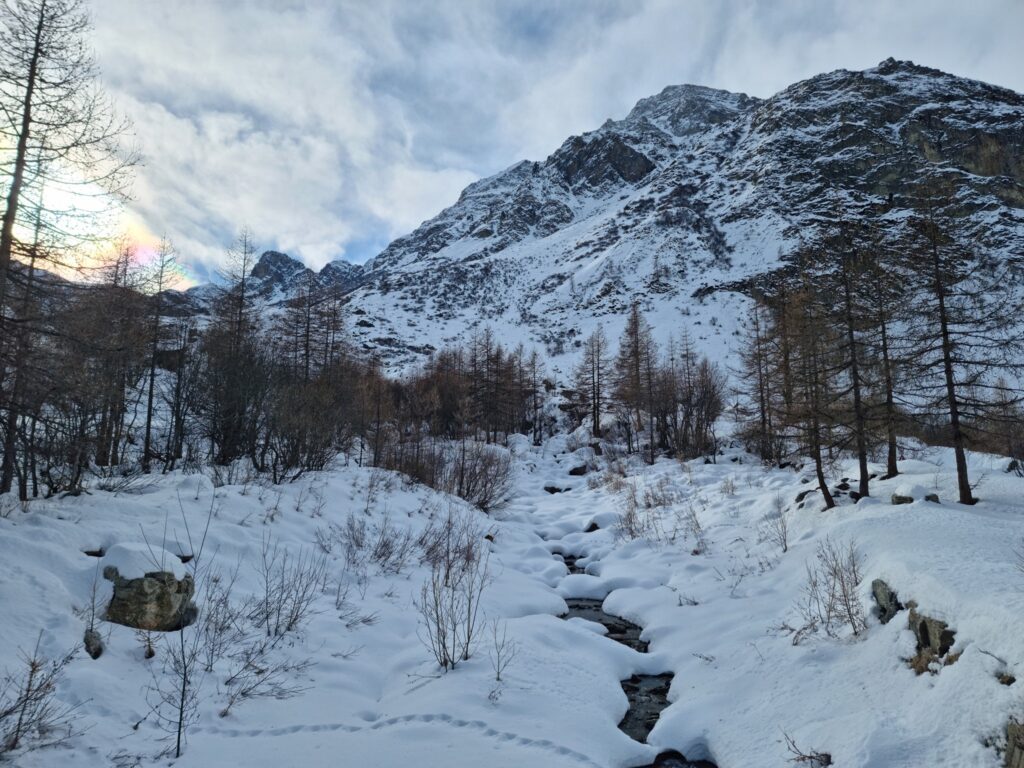 favonio bellino