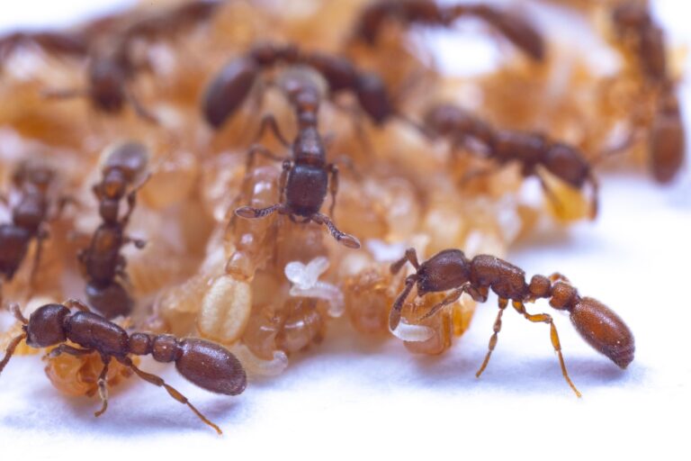 formiche allattano