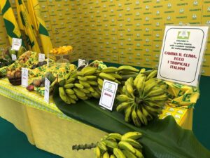 frutta tropicale