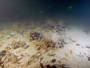 inquinamento sedimenti marini (1)