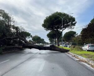 maltempo albero caduto roma