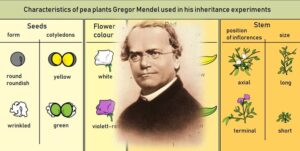 mendel