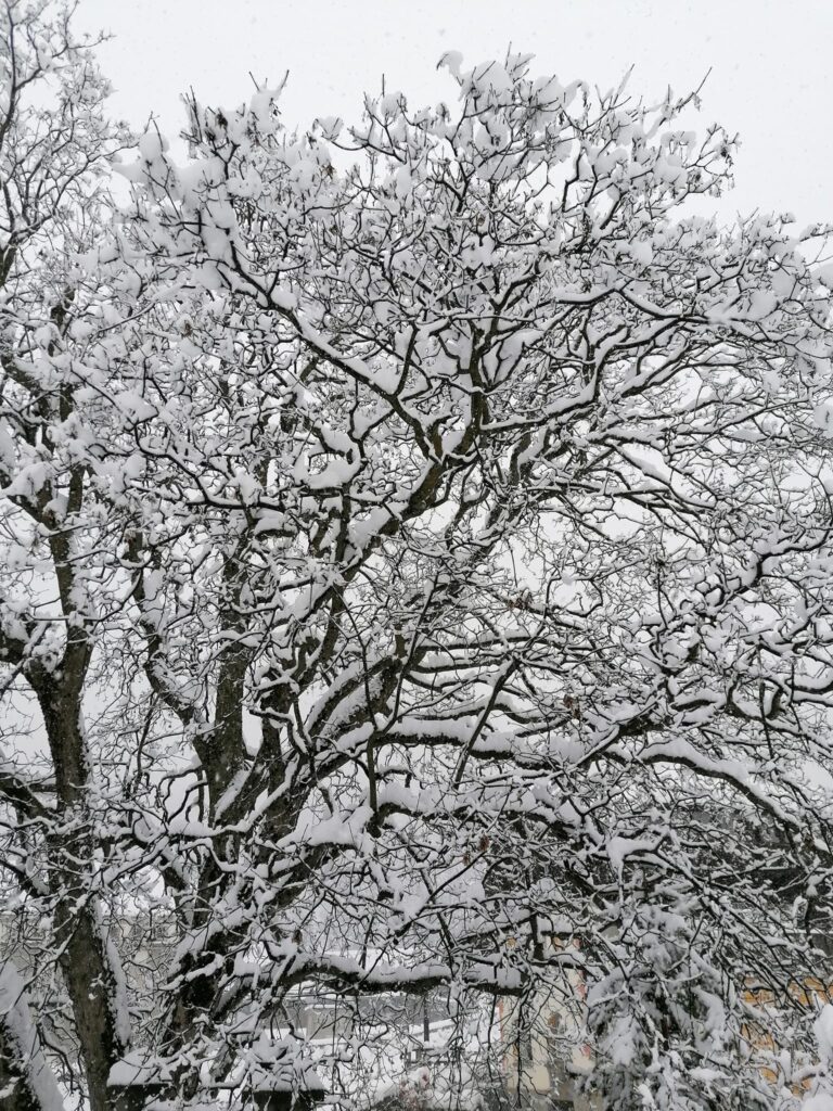 neve val formazza piemonte (13)