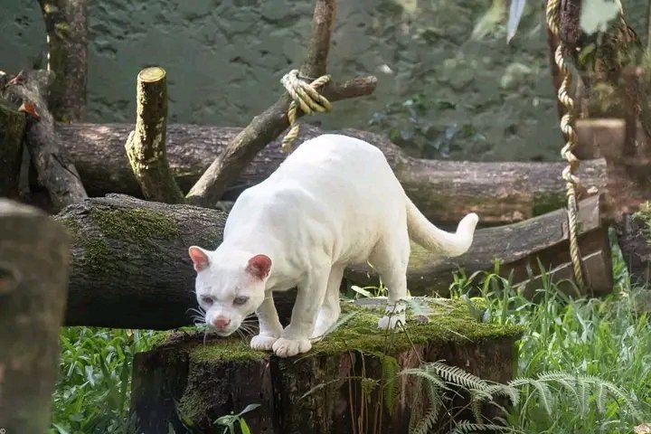 ocelot albina colombia