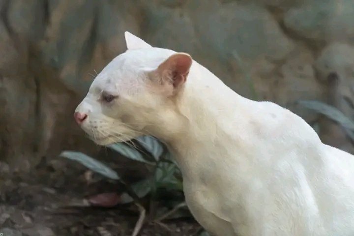 ocelot albina colombia