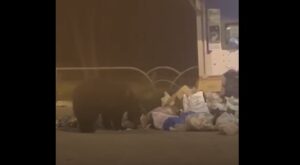orso carrito