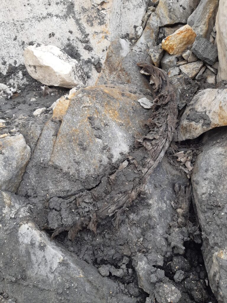 ossa stambecco alto adige