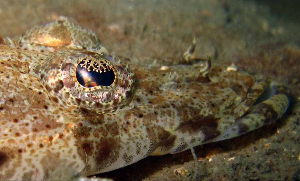 pesce coccodrillo
