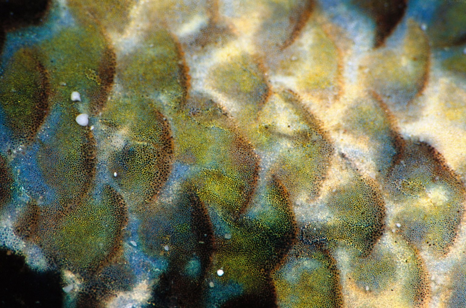 pesce coccodrillo