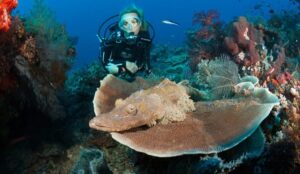pesce coccodrillo