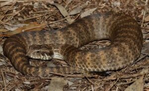 serpenti