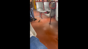 topo sul treno