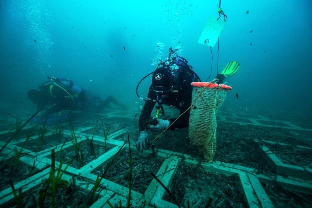 trapianto posidonia terna follonica
