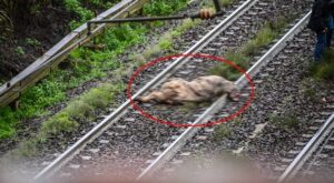treno investe mucca