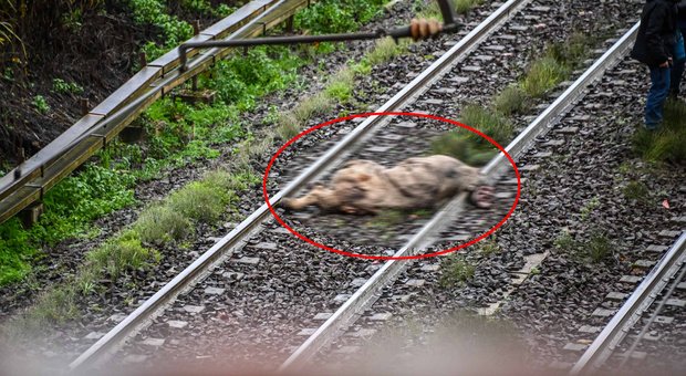 treno investe mucca