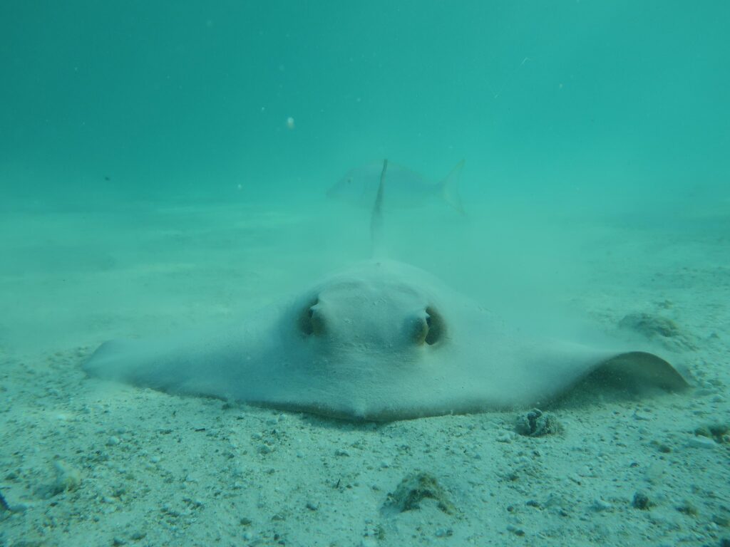 Pastinaca