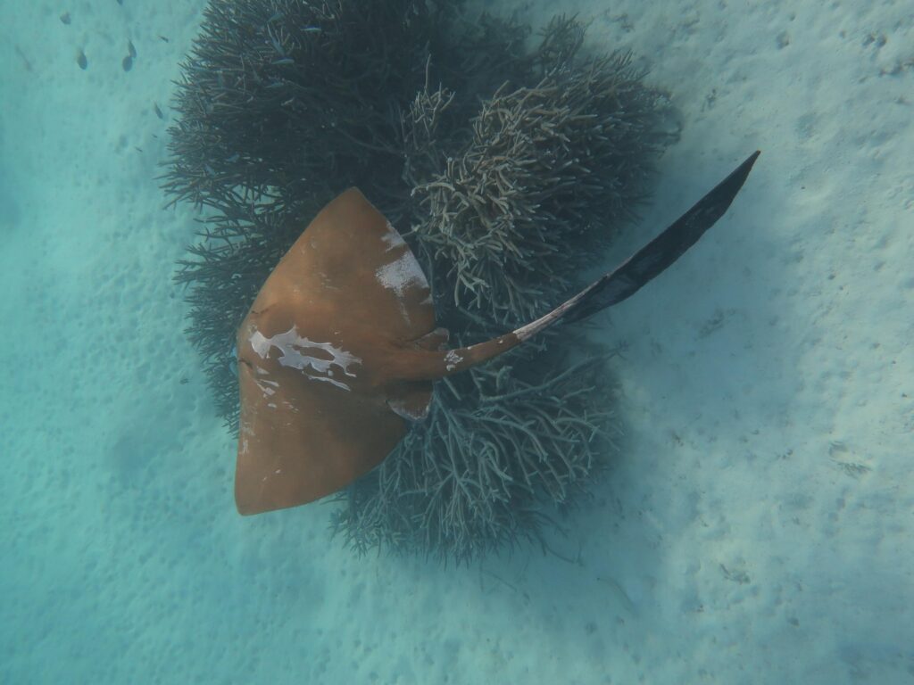 Pastinaca