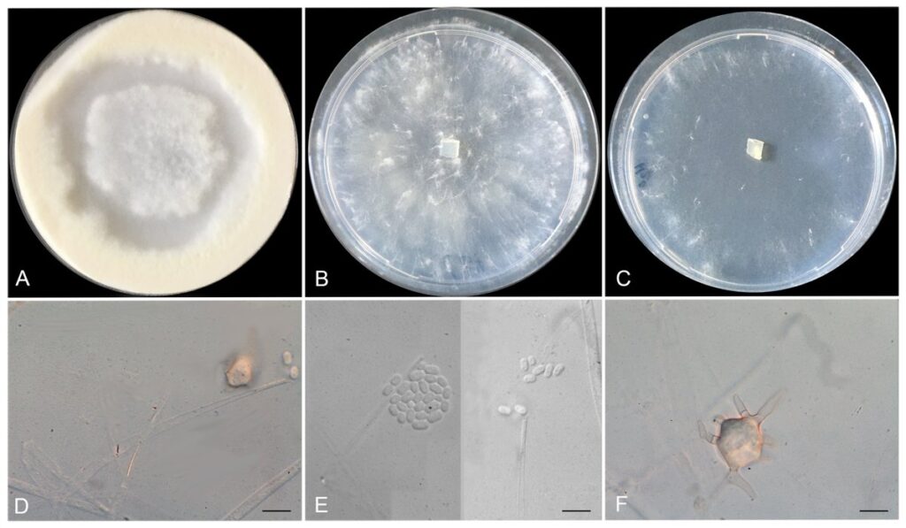 Tyroliella