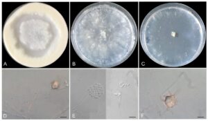 Tyroliella