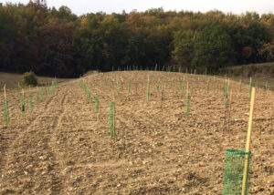 alberi nettare bambino gesù