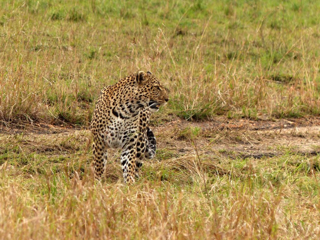 animali predatori