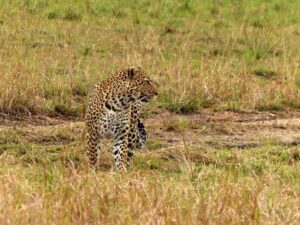 animali predatori