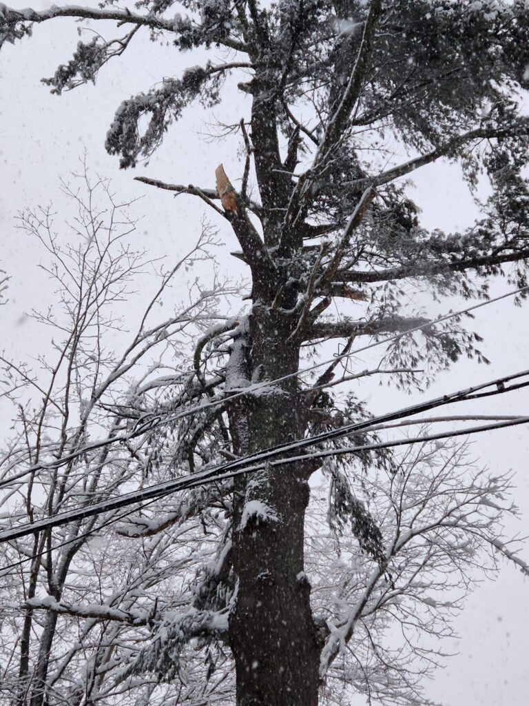 auto infilzata ramo albero new hampshire (1)