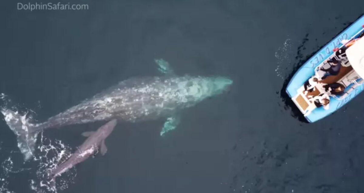 nascita balena grigia