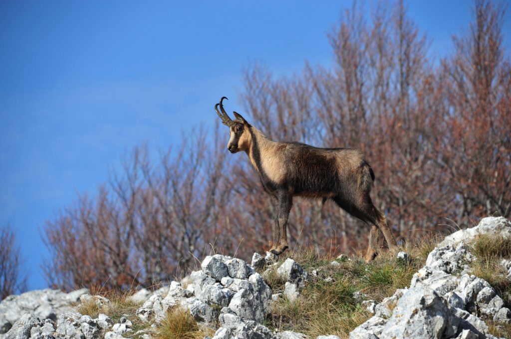camoscio appenninico sirente velino