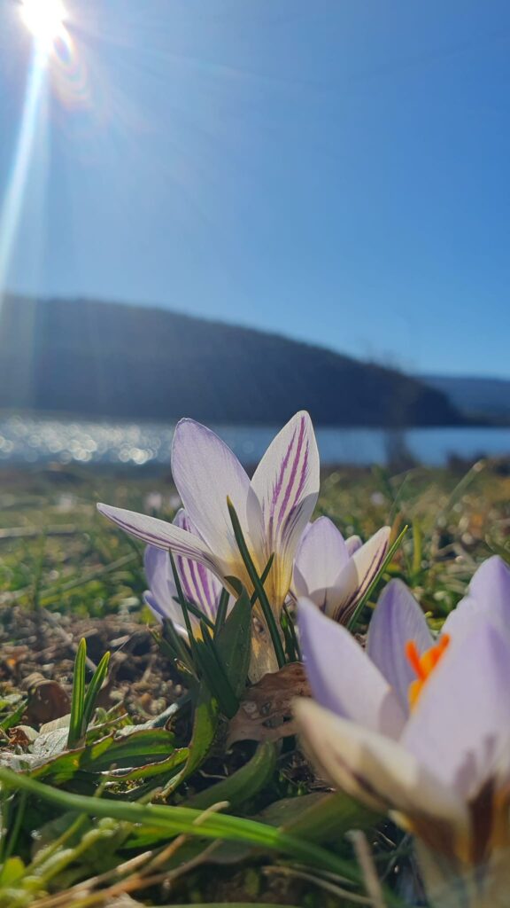 capodanno sila 1 gennaio 2023
