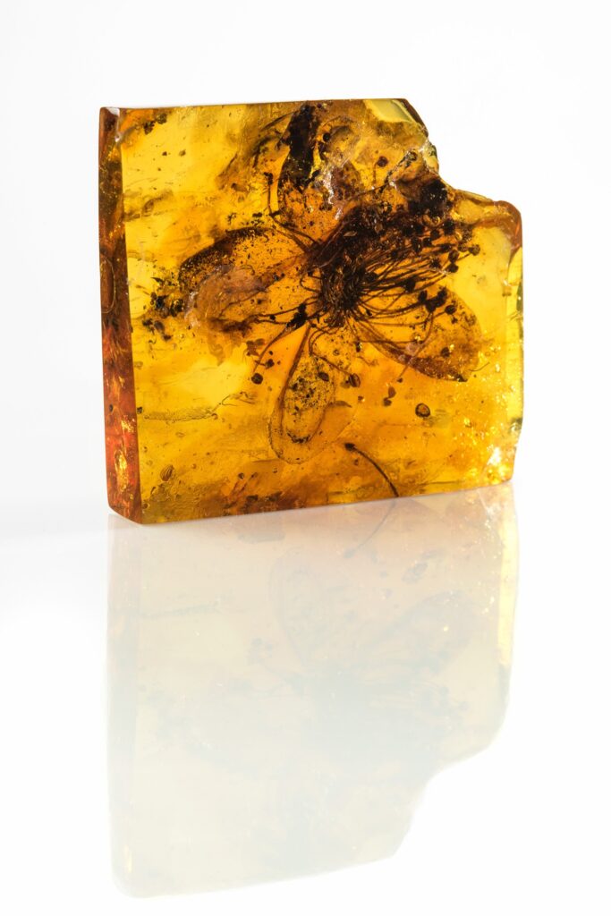 più grande fiore fossile