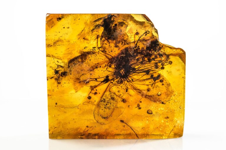 più grande fiore fossile
