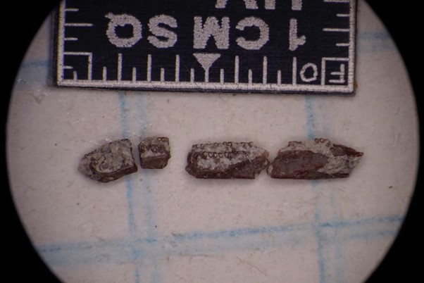 Fossile rettile paleontologia