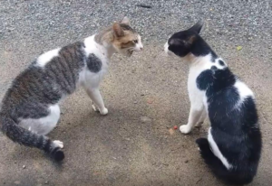 litigi tra gatti