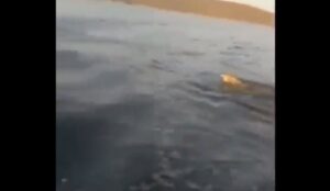 lupo grecia pescatori