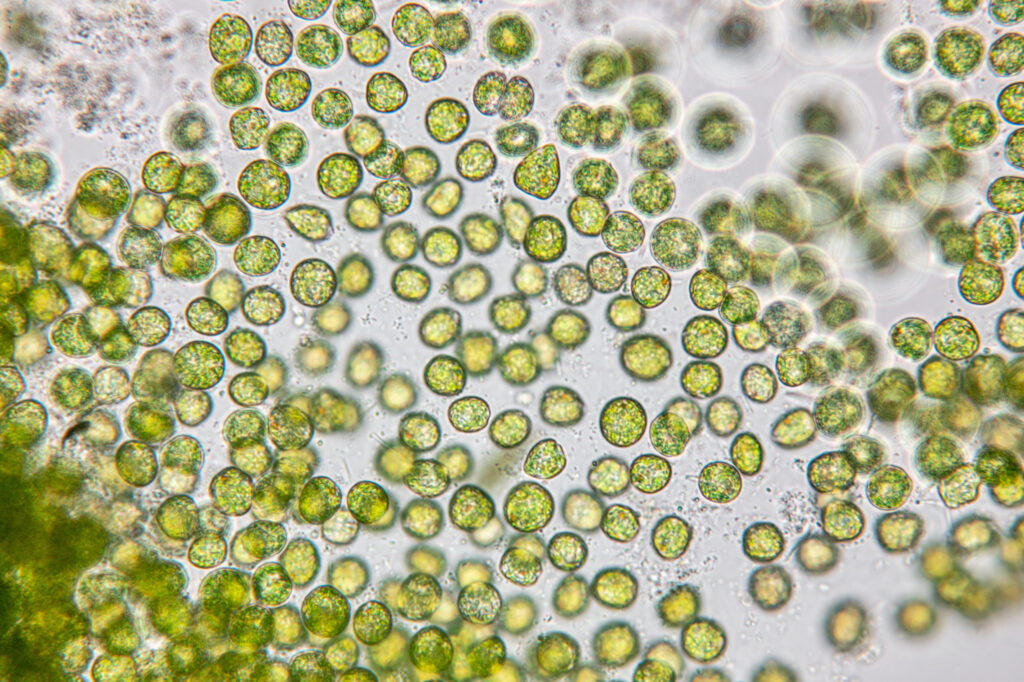 microalghe