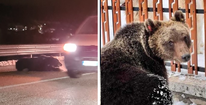 morto orso Juan Carrito