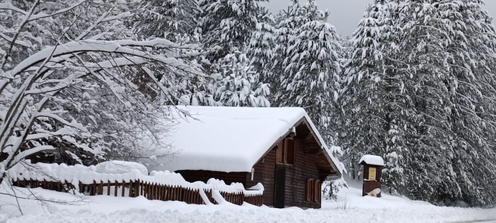 neve lorica