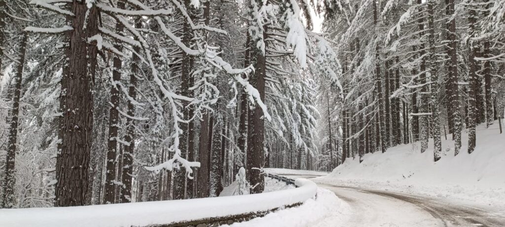 neve lorica