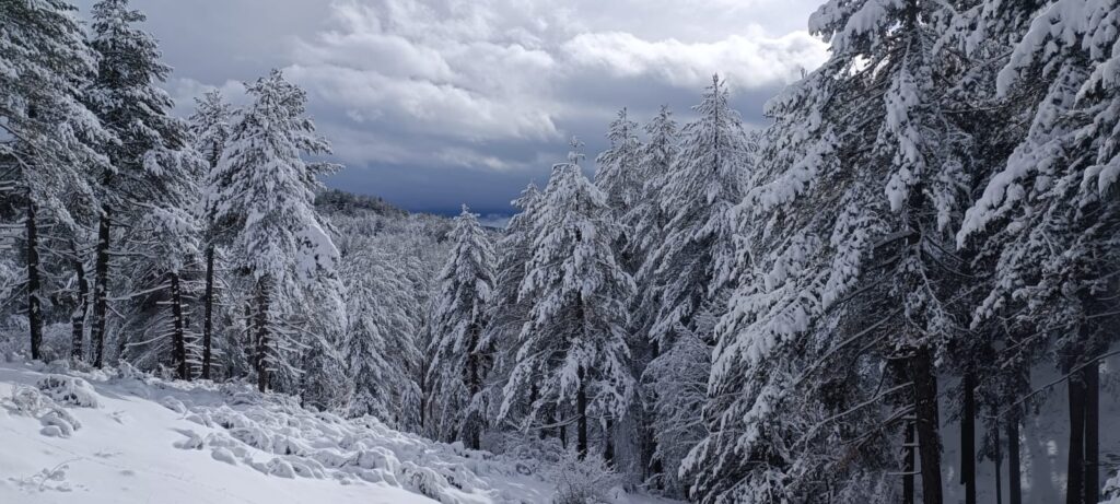 neve lorica