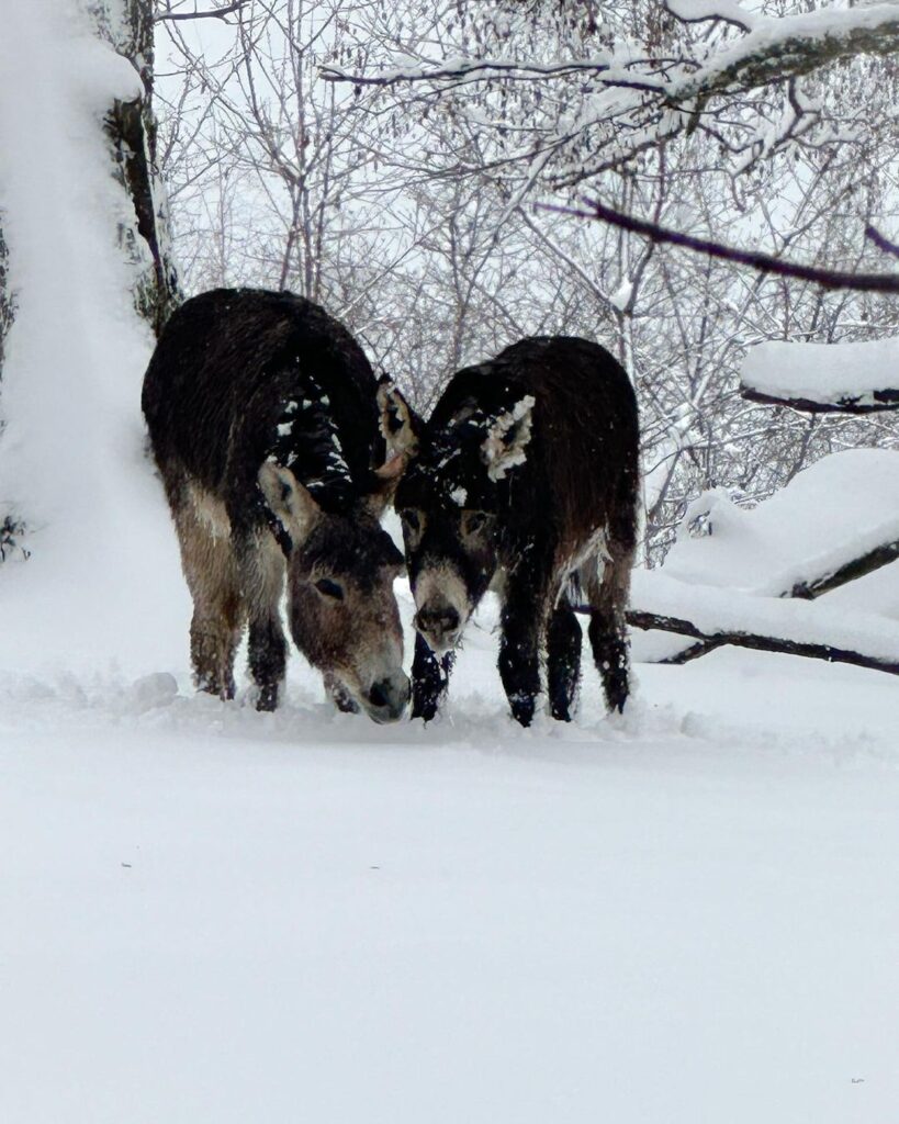 neve oggi Monte Maddalena