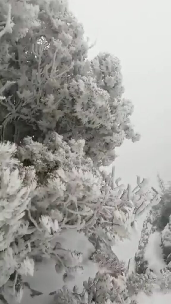 neve oman