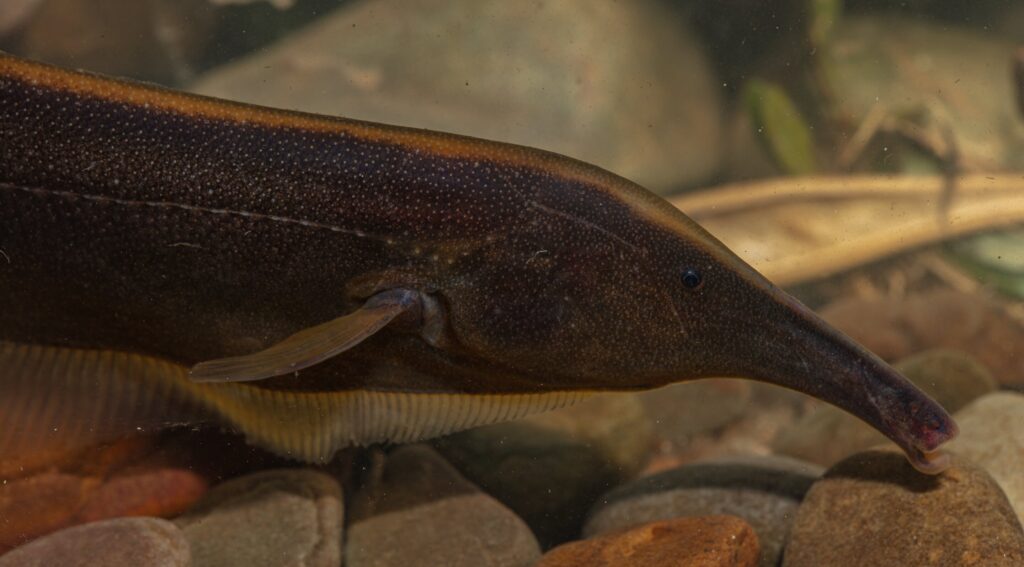 nuove specie pesci bolivia