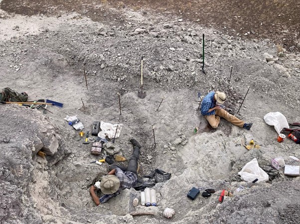 Fossile rettile paleontologia