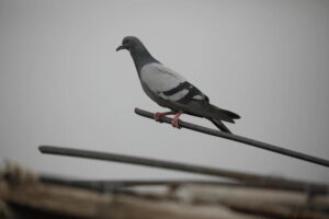 piccione