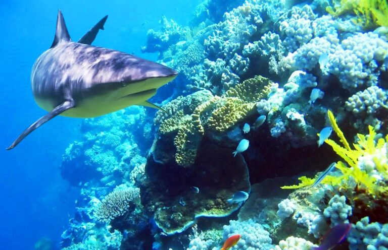 squalo barriera corallina