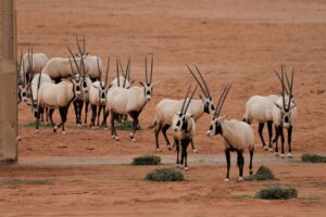 gazzelle alula
