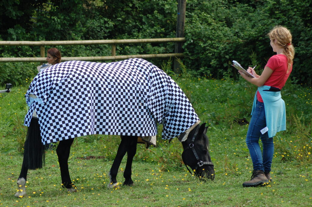 zebre